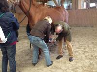 Tierarzt, Pferd, Reiten, Behandlung, TA