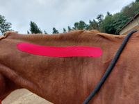 Tape, Pferde-Tapes, Equines Taping