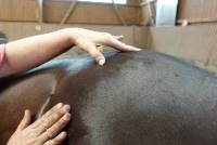 Pferdephysiotherapie Buchholz